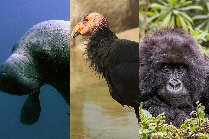 No mundo todo, diversos felinos lutam contra a ameaça de extinção. Relembre alguns! Reprodução: Flipar