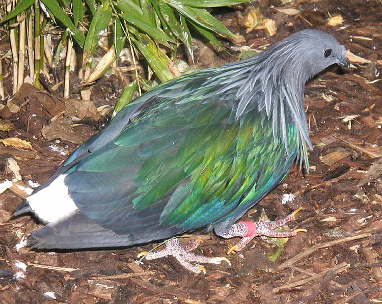 Aves que exibem belas plumagens se destacam na natureza pela exuberância. Elas têm tonalidades vibrantes que capturam a luz do sol de forma atraente e extravagante.