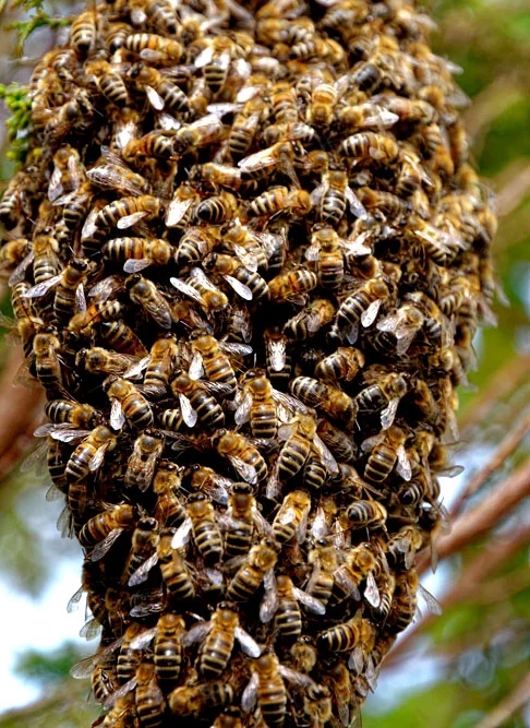 Ataques de abelhas são perigosos porque, dependendo da intensidade das picadas e do organismo da vítima, esses casos podem até ser fatais.  Reprodução: Flipar