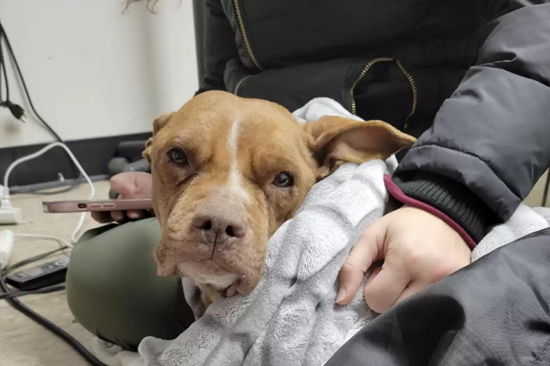 Emmy foi encaminhada para uma clínica veterinária de emergência. Foto: POET Animal Rescue