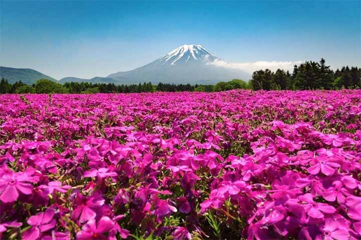 3- Fuji Shibazakura, Japão - 
Fica na região de Fujikawaguchiko, com vastas extensões de shibazakura (flores de musgo rosa) que florescem na primavera, com o Monte Fuji ao fundo. Reprodução: Flipar