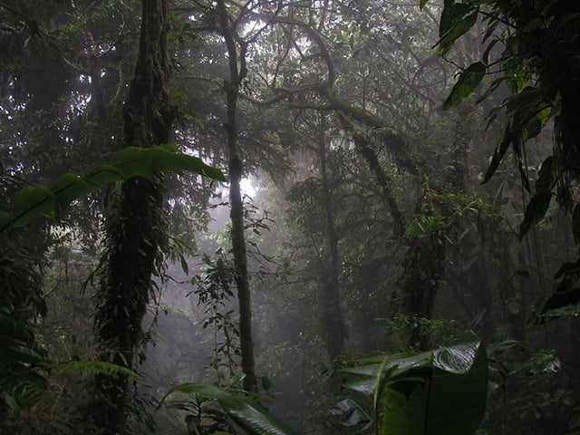 7ª -Reserva Florestal Nublada de Monte Verde – Costa Rica - Localizada numa região alta e montanhosa, a Reserva está quase sempre encoberta por nuvens Reprodução: Flipar