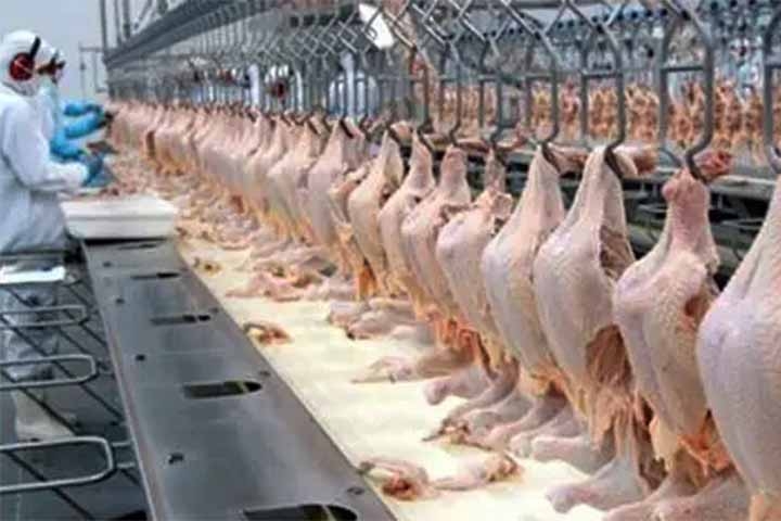 As exportações de carne de frango do Brasil, maior exportador mundial, encerraram 2023 com recordes de 5,138 milhões de toneladas, alta de 6,6% em relação a 2022. Isso sinaliza tendência positiva para 2024, afirmou a ABPA (Associação Brasileira de Proteína Animal). Reprodução: Flipar