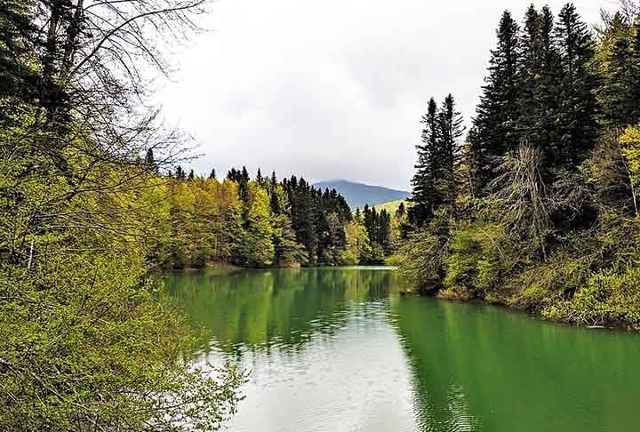 As coníferas têm grande importância no ecossistema, pois  regulam o clima, sequestram carbono, oferecem abrigo e alimento para animais e evitam erosões. Papéis cumpridos diariamente na sustentação ambiental.
 Reprodução: Flipar