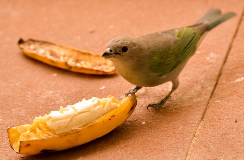 Bananas são uma excelente fonte de alimento para as aves. Foto: flick.com