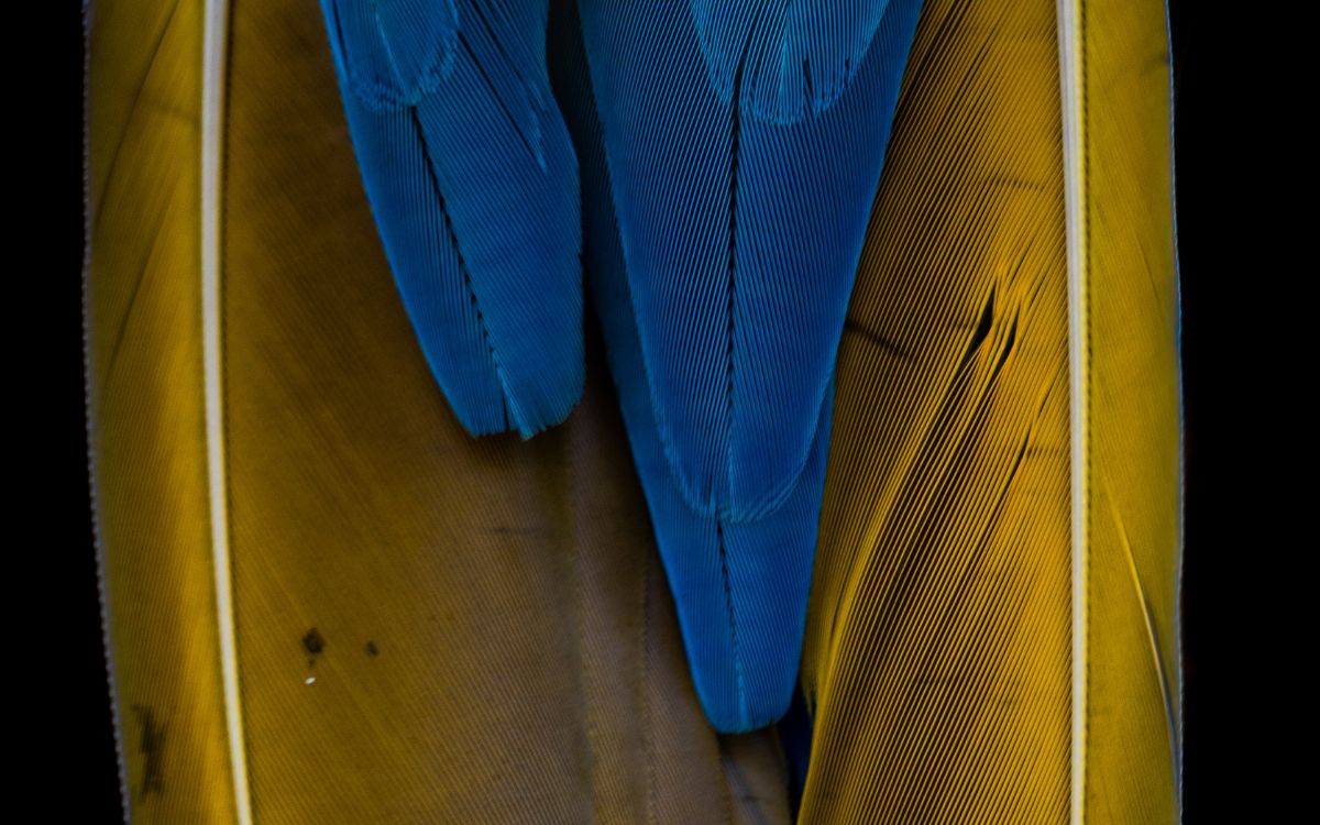 Araras-canindés voltam à Floresta da Tijuca após dois séculos de extinção. Foto: Divulgação/Flavia Zagury