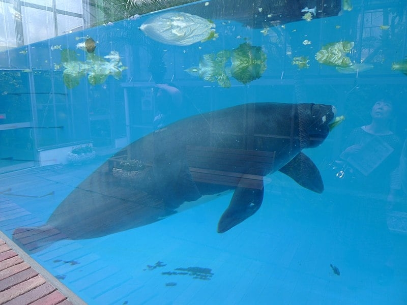 O peixe-boi é um animal solitário, mede até 4 metros, pode pesar 800 quilos, e, de acordo com os biólogos, corre risco de extinção.  Reprodução: Flipar