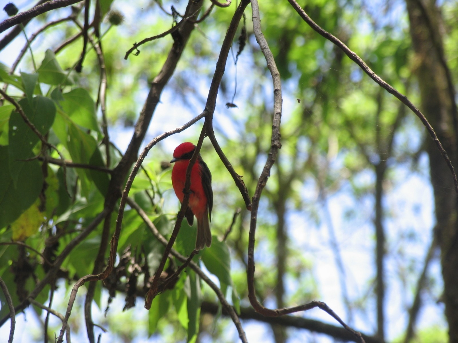 Ave da Ilha do Arquipélago de Galápagos. Foto: Reprodução / Redes Sociais