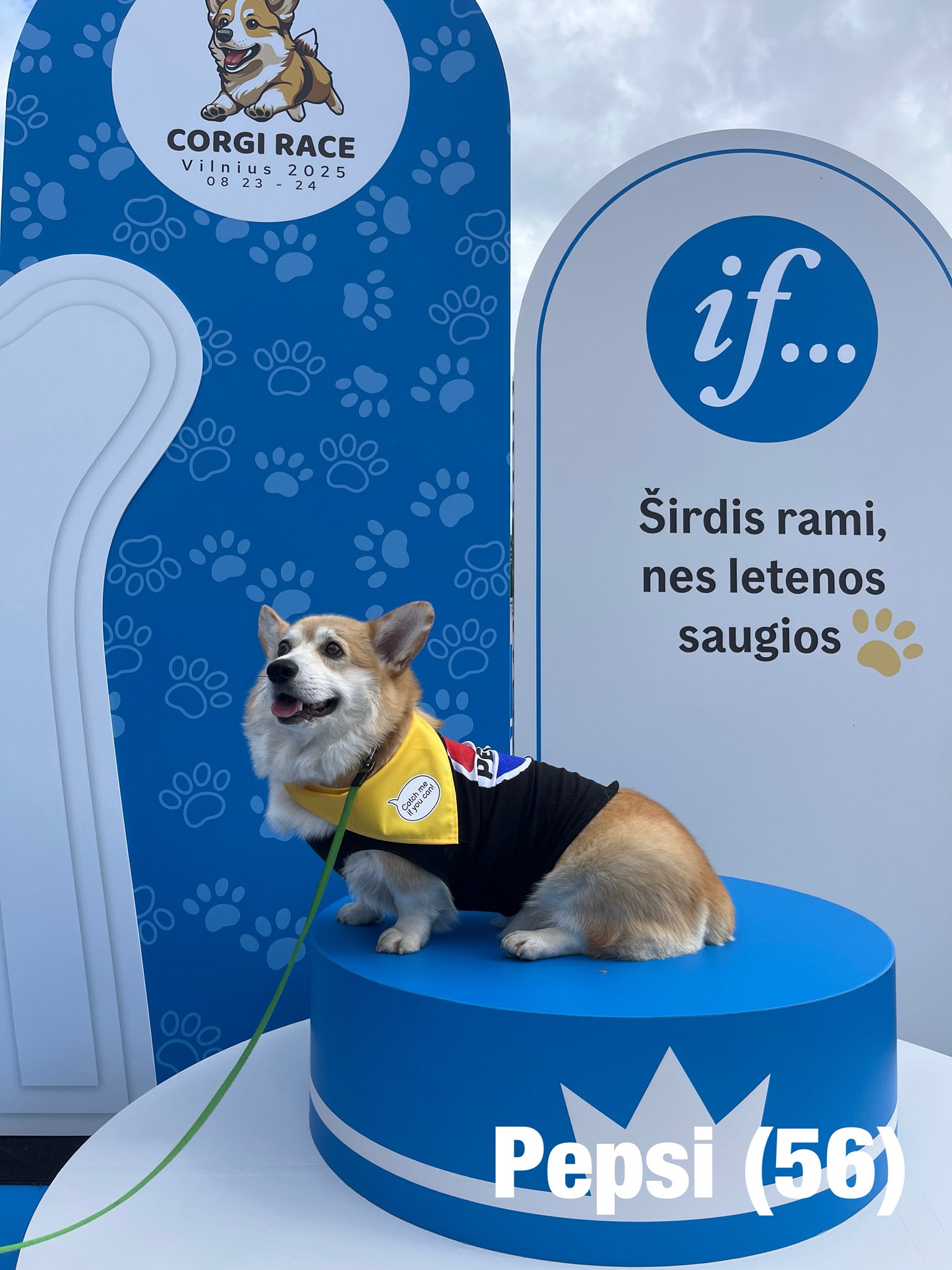 Corrida de Corgis reúne competidores fantasiados na Lituânia. Foto: Facebook/Corgi Race Vilnius