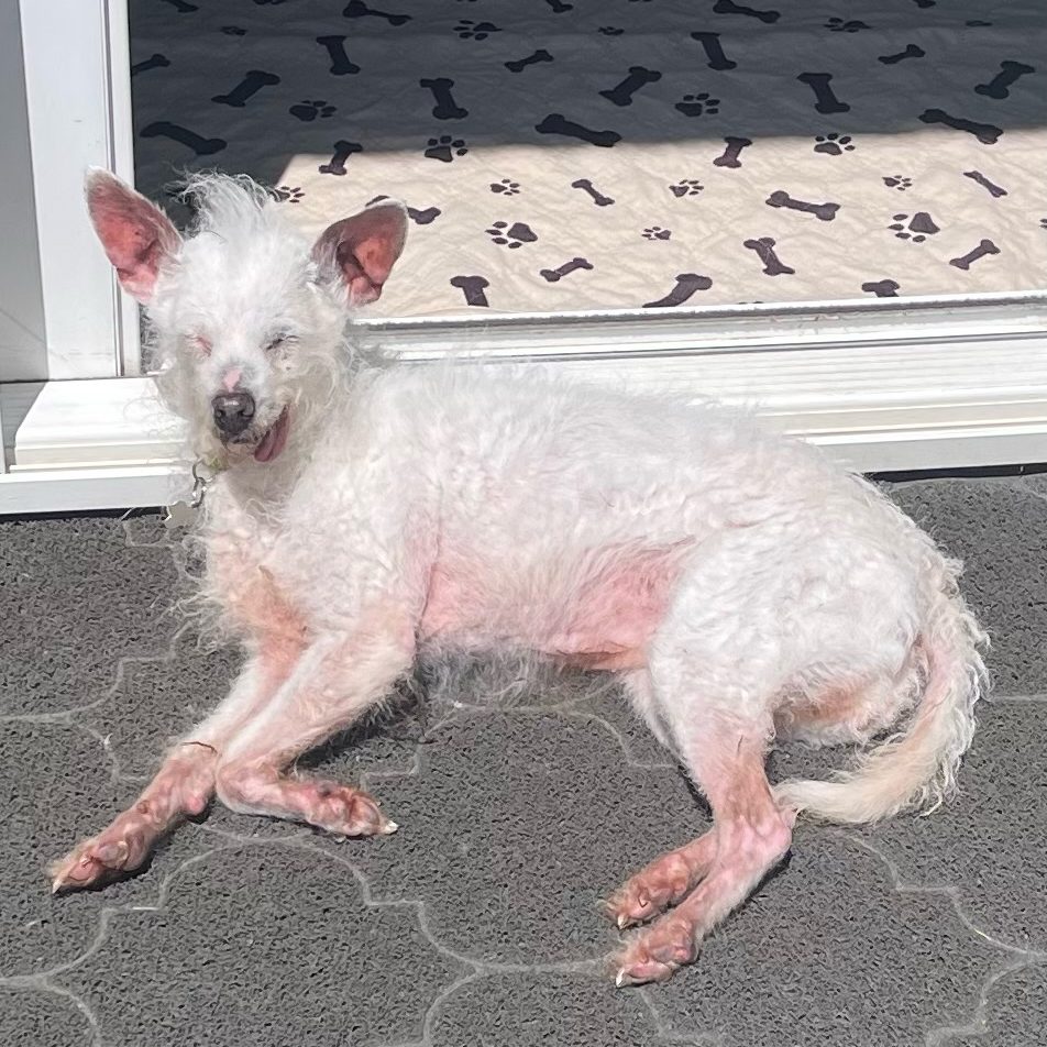 Daisy Mae é uma cadela de 14 anos que vive em Lafayette, na Califórnia. Resgatada das ruas com apenas 2 anos de idade, ela enfrentou alguns momentos difíceis antes de ser adotada. Mas, o que ela perdeu ao longo dos anos em cabelo, dentes e visão, ganhou em amigos, confiança e muita coragem. Divulgação