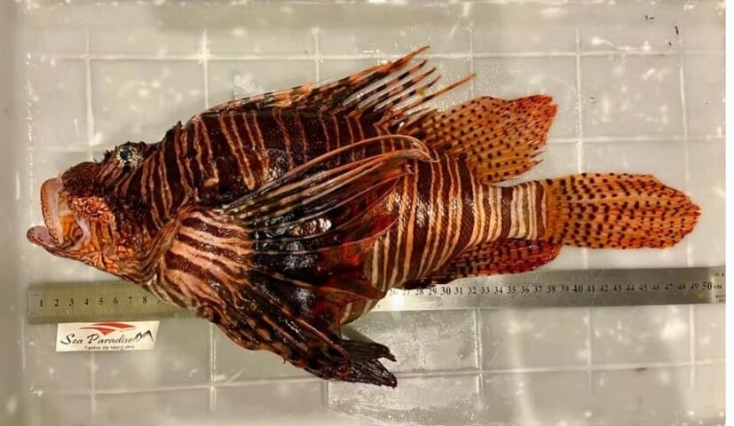 Mergulhadores capturaram um peixe-leão com 49 centímetros de comprimento no arquipélago de Fernando de Noronha no dia 27/02. De acordo com Maicon Messias, biólogo da operadora que realizou a ação, o exemplar deve ser o maior já capturado no mundo. 
 Reprodução: Flipar
