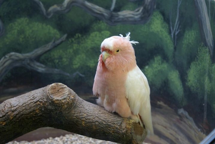 A ave viveu no Zoológico de Brookfield, em Chicago, nos Estados Unidos, desde maio de 1934. Cookie era o morador mais antigo do zoológico e o único animal que restava da coleção original, que remonta ao ano de inauguração do local, em 1934. Reprodução: Flipar