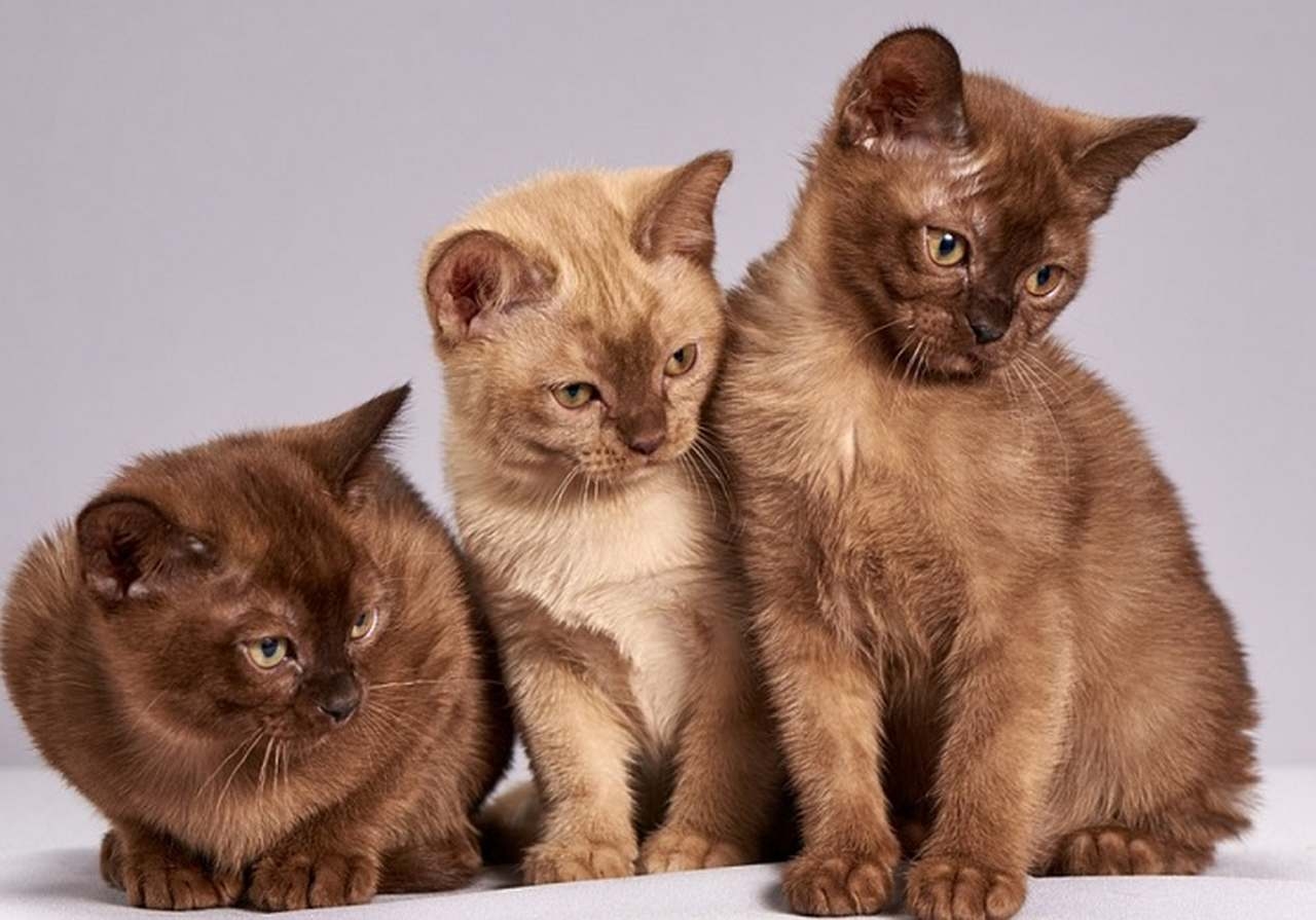 No planeta, há mais de meio bilhão de gatos de estimação, com cerca de 40 raças oficialmente apuradas. Reprodução: Flipar