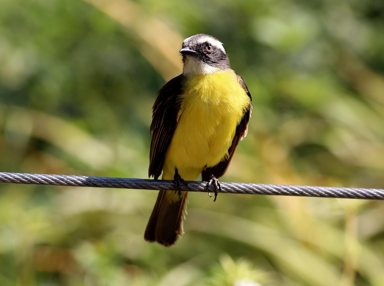 Um dos pássaros mais populares da América Latina, os bem-te-vis são conhecidos pelo seu canto característico, que encanta os admiradores das aves e um instinto de proteção dos ninhos, mesmo diante de predadores bem maiores.  Reprodução: Flipar