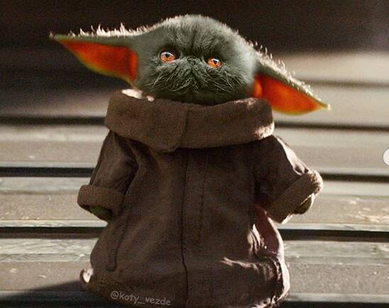 O instagram busca juntar corpos de animais com rosto de gatos de maneira hilária. Foto: Reprodução/ Instagram