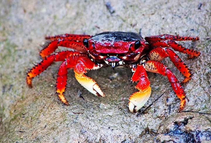 Caranguejos terrestres e camarões também podem transmitir o parasita se alimentados com lesmas ou caracóis infectados. Reprodução: Flipar