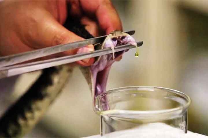 Além desse avanço, outras pesquisas no Brasil estão explorando substâncias de animais peçonhentos para desenvolver outros tratamentos inovadores. Reprodução: Flipar