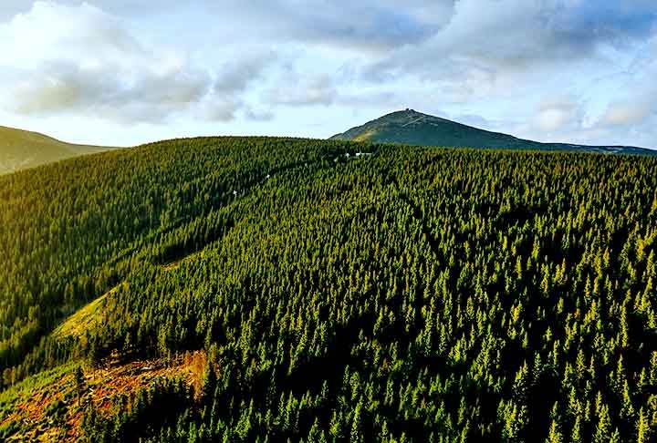 Polônia - Florestas boreais no norte abrigam pinheiros e abetos, essenciais para o equilíbrio ambiental da região. 
Essas florestas desempenham um papel crucial no clima global, armazenando grandes quantidades de carbono e abrigando diversas espécies adaptadas ao frio extremo.

 Reprodução: Flipar