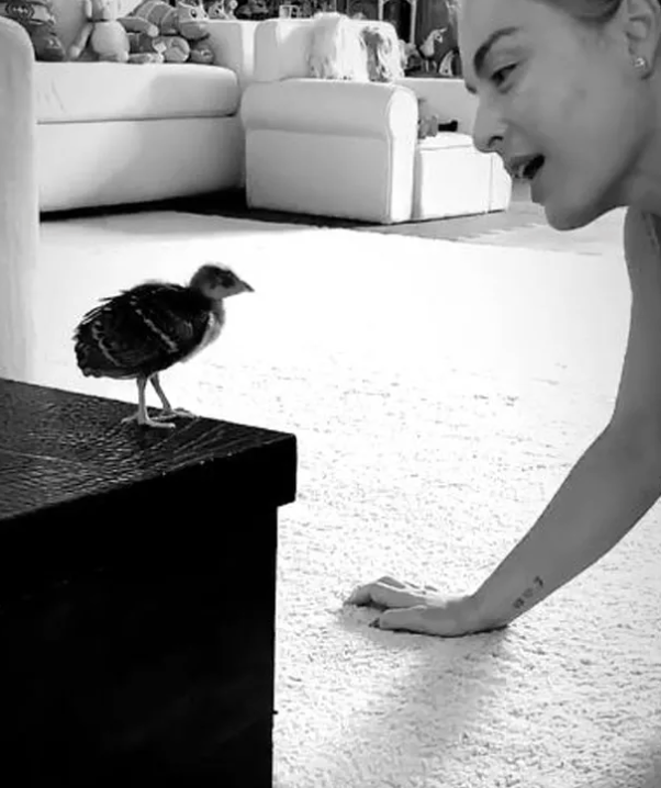 Luciano compartilha momento de Angêlica e seu pavão. Foto: Reprodução/Luciano