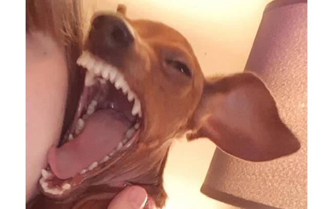 Lucy tentando tirar uma foto de perfil com sua cadela . Foto: Reprodução Facebook