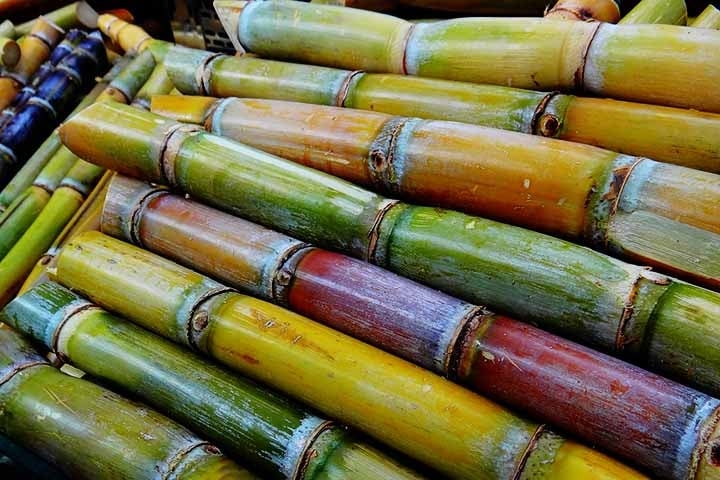A sacarose, extraída e purificada em fábricas especializadas, é utilizada como matéria-prima na indústria de alimentos humanos ou é fermentada para produzir etanol. Algo que é produzido em escala pela indústria da cana do Brasil.  Reprodução: Flipar