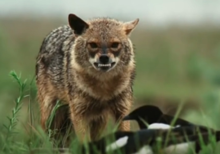 Lobo-solitário - Embora os lobos vivam em matilhas, alguns indivíduos são forçados a viver sozinhos, seja por expulsão ou por escolha ao buscar um novo território.
 Reprodução: Flipar