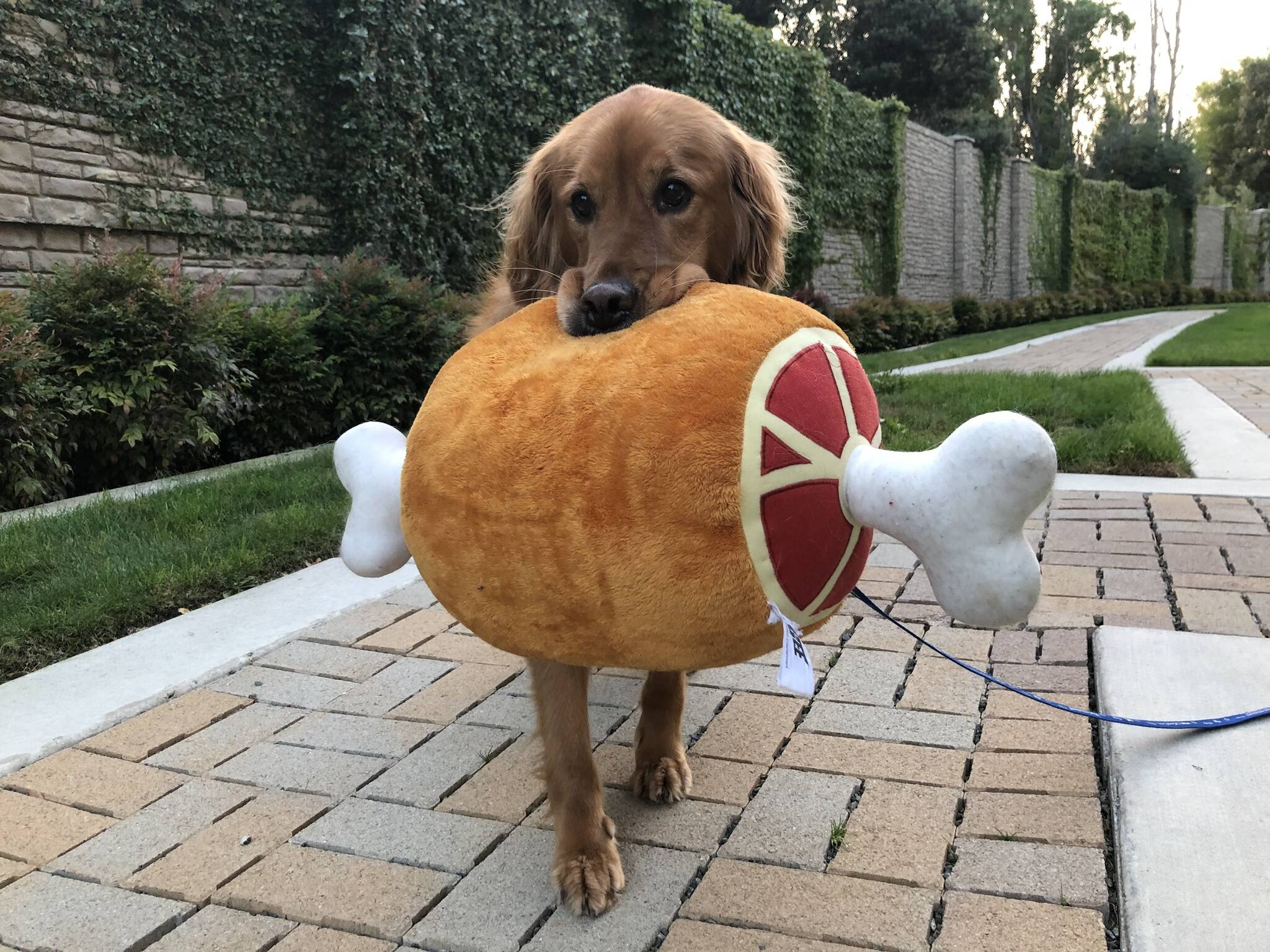 Cão possui coleção de brinquedos. Foto: Cão possui coleção de brinquedos