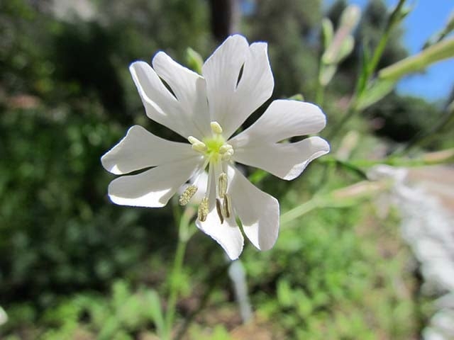 Campion de Gibraltar - Espécie endêmica de Gibraltar, na Península Ibérica.  Brota em penhascos. Era considerada extinta, mas em 1994 foi encontrada por um alpinista e propagada em bancos de sementes em Gibraltar e Londres.  Reprodução: Flipar