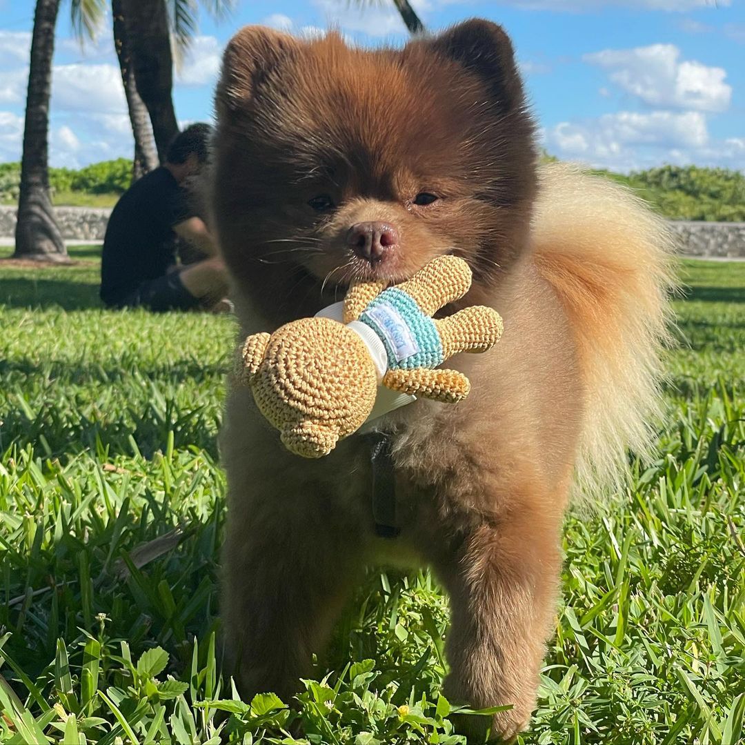 Pessoas se admiram com a semelhança entre o cãozinho e um filhote de urso. Foto: Reprodução/Instagram/bertiebertthepom