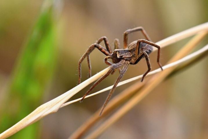 O Brasil tem três espécies de aranhas venenosas que são bastante perigosas. E as pessoas devem ter bastante atenção porque elas podem se esconder de forma eficiente e atacar de repente.  Reprodução: Flipar