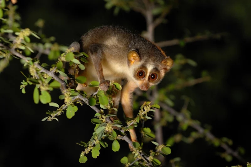 É encontrado no Subcontinente indiano, Sudeste asiático, China e no Arquipélago Malaio. Pequeno e leve, enfrenta grave perigo de extinção devido à destruição do habitat. Reprodução: Flipar