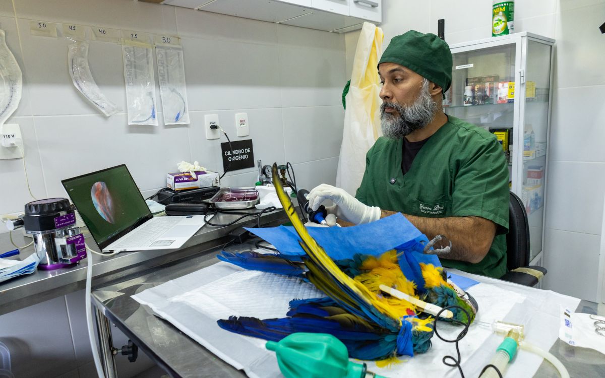 Araras-canindés voltam à Floresta da Tijuca após dois séculos de extinção. Foto: Divulgação/Flavia Zagury