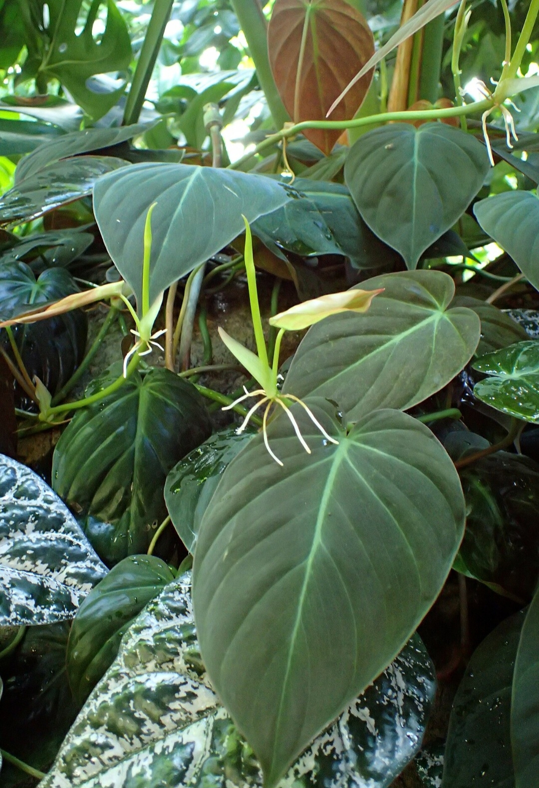 Existem plantas que são admiradas por folhagens únicas, que variam de grandes e dramáticas a delicadas e coloridas, trazendo beleza e vida para os espaços onde são cultivadas. Veja algumas consideradas belas.
 Reprodução: Flipar