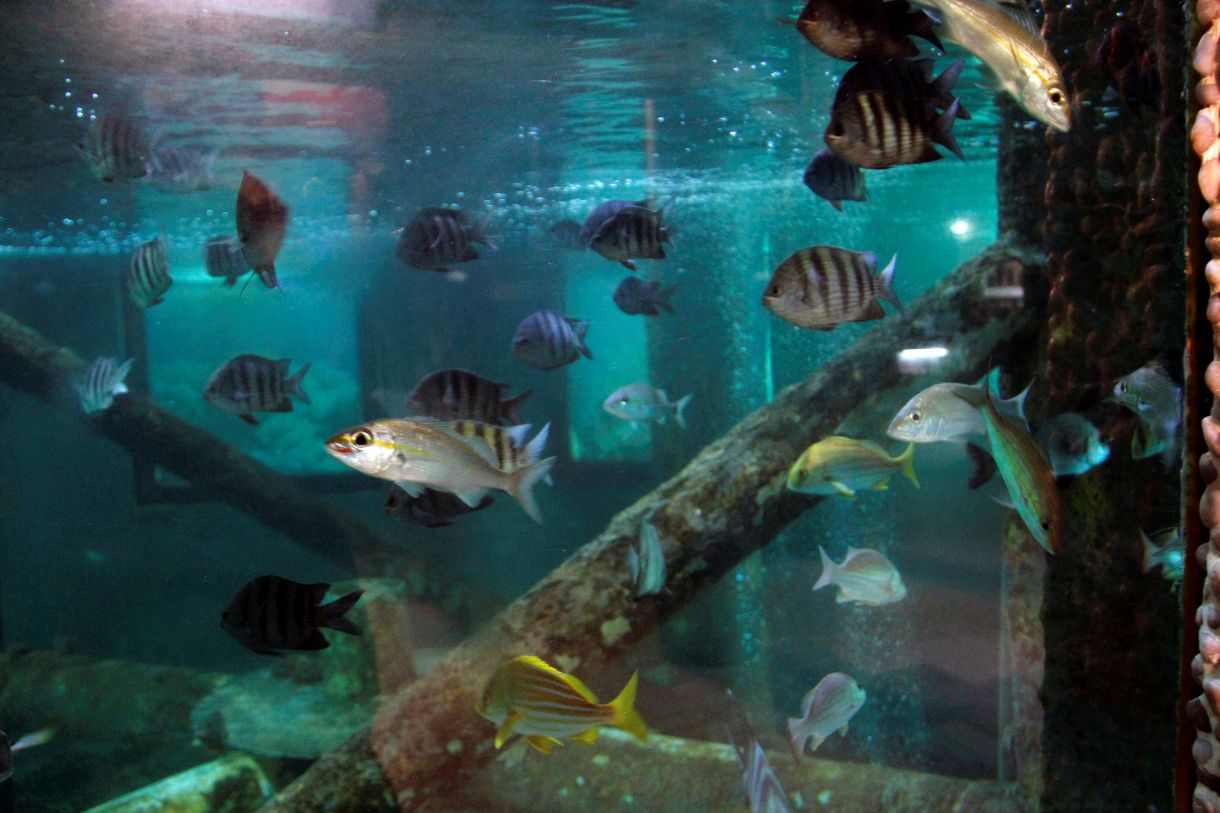 Aquário do Centro de Visitantes do Projeto Tamar - Aracaju (SE). Foto: Divulgação - Mtur