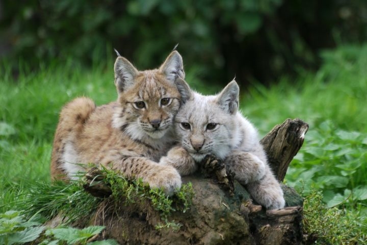 Os filhotes permanecem com a mãe até o inverno seguinte, quando começam a se tornar independentes. Reprodução: Flipar