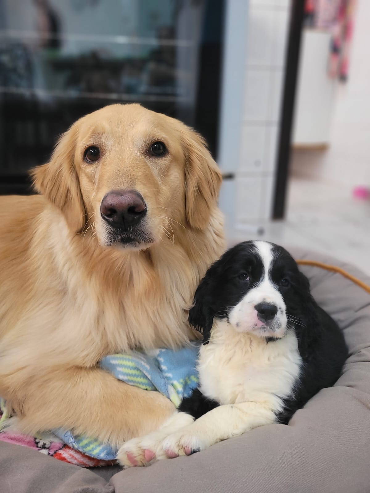 Skyy e sua melhor amiga canina, a Golden Retriever chamada Tequila