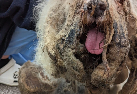 Larry estava com os pelos engrenhados e repletos de urina e fezes. Foto: Reprodução/RSPCA