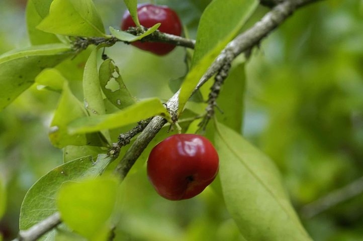 A vitamina C presente na acerola contribui para diversos benefícios, como o fortalecimento do sistema imunológico, prevenindo gripes e resfriados. Reprodução: Flipar