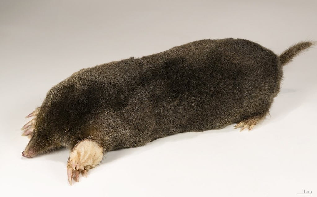 Toupeira-europeia - Passa a vida em sistemas de túneis subterrâneos, onde caça minhocas e insetos. Encontra outros da mesma espécie apenas para acasalar. Reprodução: Flipar