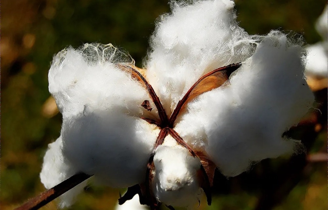 Já a Bahia cultiva 17% do algodão produzido no país. O plantio ocorreu do final de novembro até o início de fevereiro no oeste do estado. Reprodução: Flipar