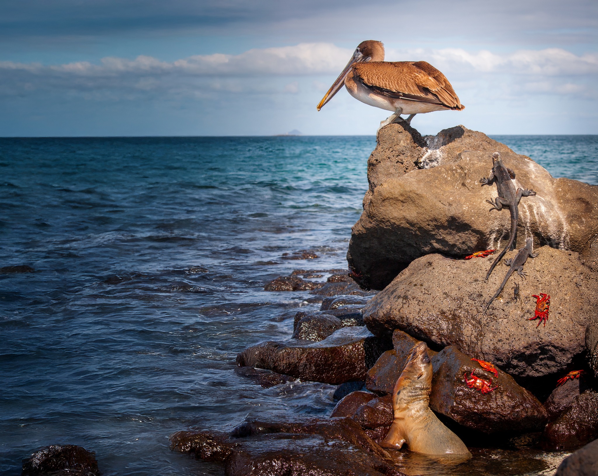 Fragata em uma das Ilha do Arquipélago de Galápagos. Foto: Divulgação / Unesco