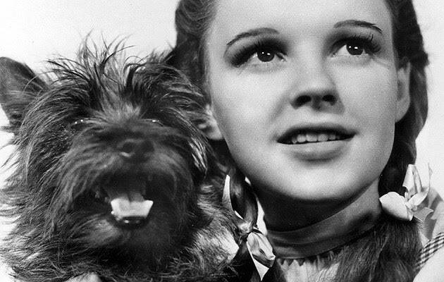 Totó do filme "O Mágico de Oz" é da raça Cairn Terrier. Foto: Divulgação