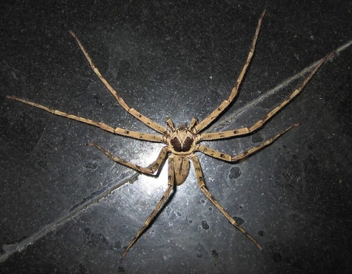 Aranha-caranguejo (Heteropoda venatoria): Ao contrário da ‘cara-de-macaco’, essa é uma aranha grande, que chega a medir 20 cm de envergadura. Ela pode ser encontrada em várias partes do mundo. Reprodução: Flipar