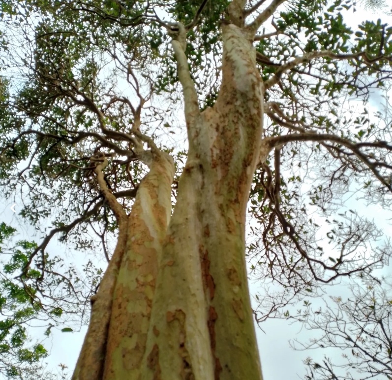 A outra é a Eugenia superba, batizada da linguagem comum como cereja-amarela-de-niterói. Há três árvores desse tipo no parque.  Reprodução: Flipar