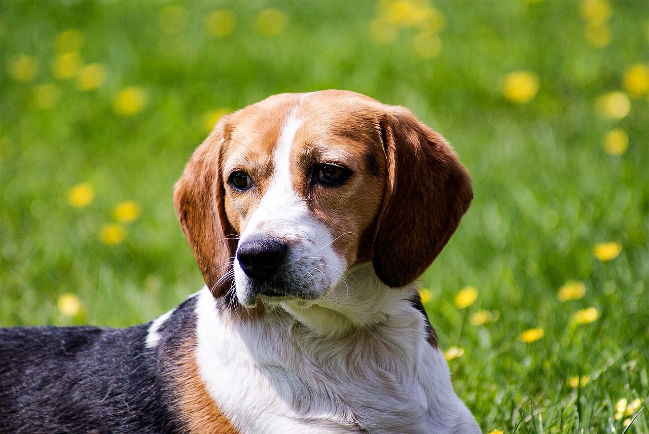 Por isso, atenção! Os beagles costumam ter tendência à obesidade e precisam de cuidados com a alimentação, além de muita atenção por parte do dono. Reprodução: Flipar