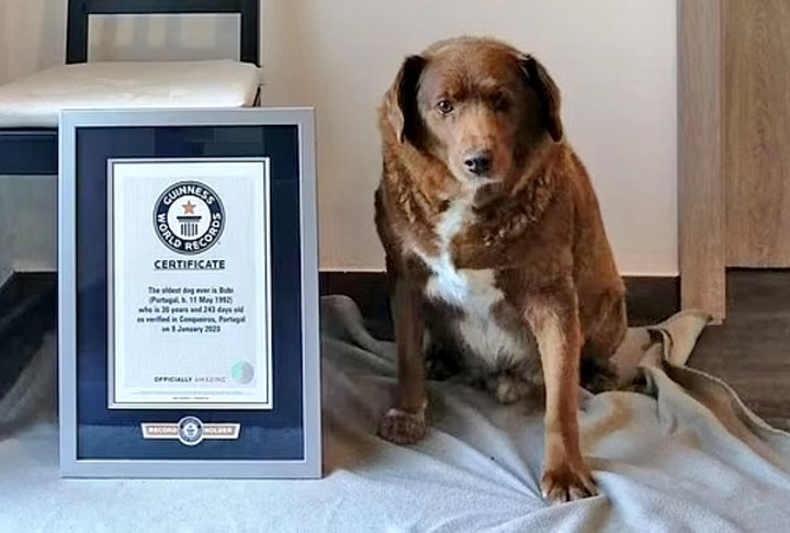 Bobi (cachorro): O cãozinho da raça Rafeiro do Alentejo entrou para o Livro dos Recordes como o cão mais velho do mundo. Em 2023, ele teria 31 anos. Mas, após sua morte, em outubro, o Guinness retirou o título , pois uma investigação concluiu que a idade não tinha comprovação.  Reprodução: Flipar