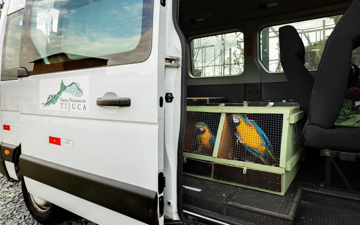 Araras-canindés voltam à Floresta da Tijuca após dois séculos de extinção. Foto: Divulgação/Flavia Zagury