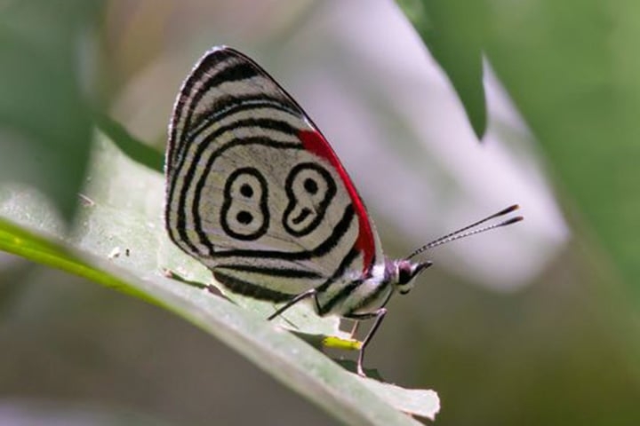 88 - O nome científico é Diaetria Clymena, mas o 88 vem do desenho nas asas, semelhante a este número. Vive na América do Sul. É uma espécie rara, com risco de extinção.   Reprodução: Flipar