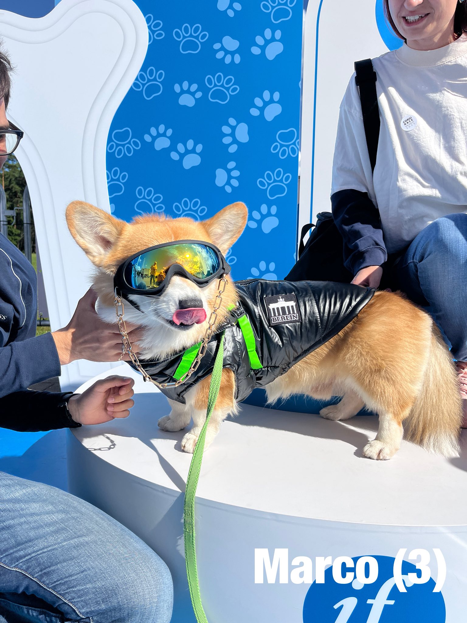 Corrida de Corgis reúne competidores fantasiados na Lituânia. Foto: Facebook/Corgi Race Vilnius