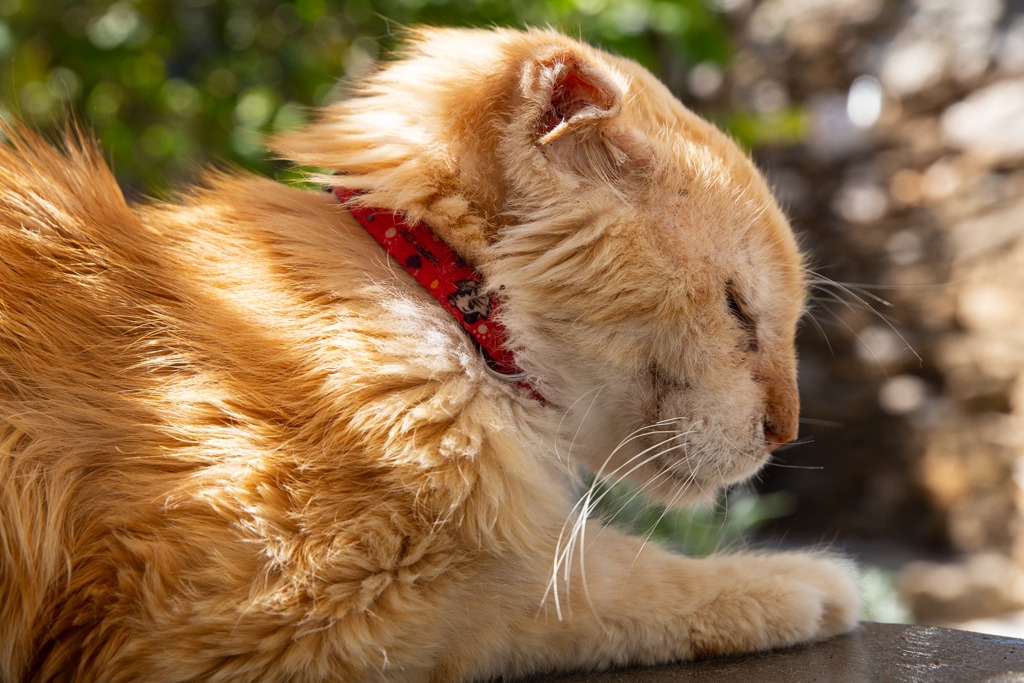 Gato de rua em Syrus (GR). Foto: Divulgação - Syrus Cats (GR)